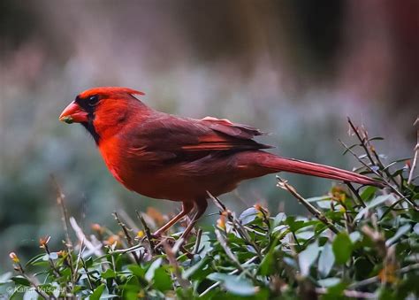 red robbin